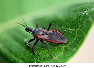 A Red And Black Kissing Bug From Missouri.