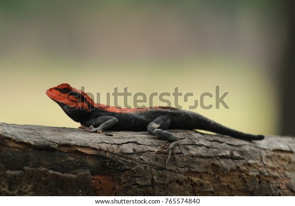 Red Black Lizard Stock Photo Edit Now 765574840