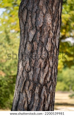 red and black pine tree trunk texture, close up tree bark, striped scale pattern wallpaper