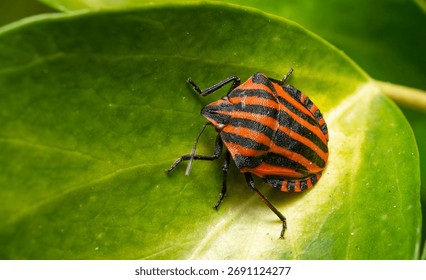 Red and Black Shield Bug Exploring Green Leaf Surface