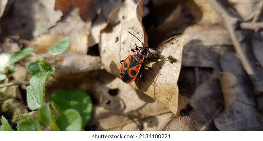 Red   black small beetle (Pyrrhocoris apterus) in the sun  against brown background dry leaves; green grass bottom left (macro  top view  angle) 