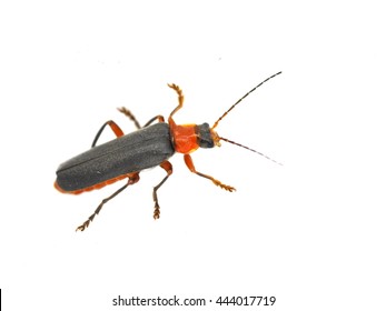 The red and black soldier beetle Cantharis pellucida isolated on white background