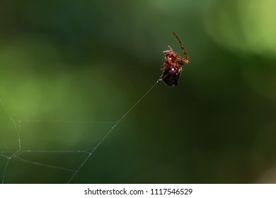 4,229件の「Spider on string」の画像、写真素材、ベクター画像 | Shutterstock
