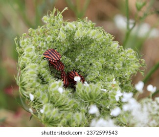 Red and black striped bug shield bug graphosoma italicum on plant wild carrot daucus carota