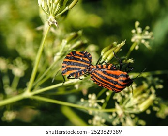 Red and black striped bugs breed on a green leaf - Powered by Shutterstock