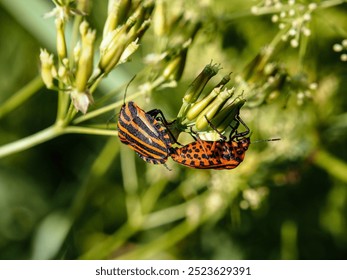 Red and black striped bugs breed on a green leaf - Powered by Shutterstock