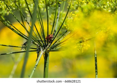  Red black striped shield bug sitting on a flower