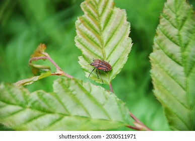 Red Black Striped Stink Beetle