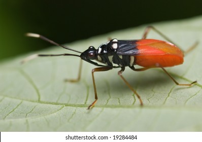 Red Black White Assassin Bug Stock Photo 19284484 | Shutterstock