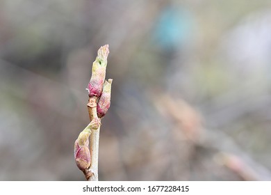 Red Blackcurrant Buds With Small Green Leaves