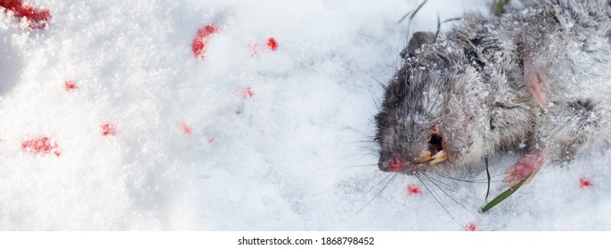 Red Blood Dead Body Of Mouse On White Snow Winner Nature Banner Background