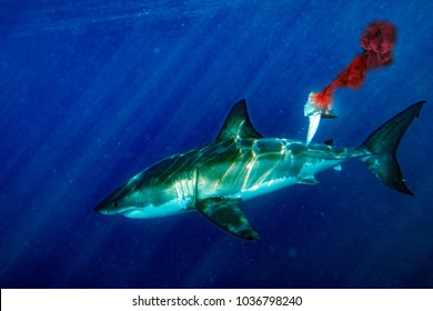 Red Blood In Water Great White Shark Attack While Coming To You From Deep Ocean 