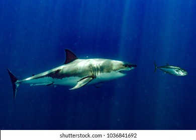 Red Blood In Water Great White Shark Attack While Coming To You From Deep Ocean 