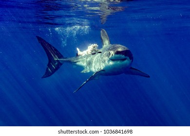 Red Blood In Water Great White Shark Attack While Coming To You From Deep Ocean 