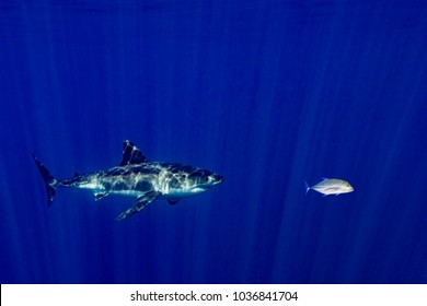 Red Blood In Water Great White Shark Attack While Coming To You From Deep Ocean 