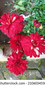 Red Bloomery In The Garden