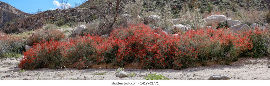Red Blooming Chuparosa Bushes in Anza-Borrego State Park California