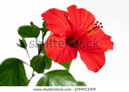 red blooming hibiscus flower close-up