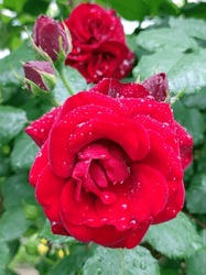 Red Blooming Roses With Rain Drops Close Up