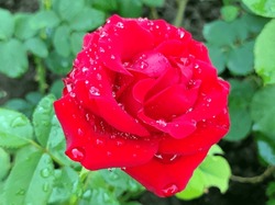Red Blooming Roses With Rain Drops Close Up