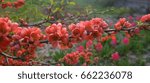Red blooming tree