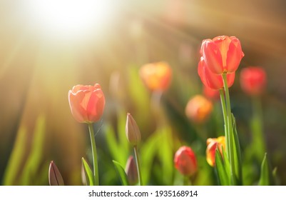 Red blooming tulips in the rays of sun light. Tulip garden in spring time.