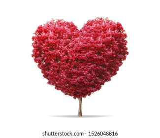 Red blossom tree in heart shape with happiness isolated on pure white background. Valentine tree for decoration romantic concept.