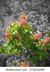 Red Blossoms Of A Chest Nut Tree