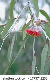 Red Blossoms And Grey Green Leaves Of The Australian Native Mallee Tree Eucalyptus Caesia,  Family Myrtaceae. Common Name Is Silver Princess. Endemic To South West Western Australia.