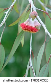 Red Blossoms And Grey Green Leaves Of The Australian Native Mallee Tree Eucalyptus Caesia,  Family Myrtaceae. Common Name Is Silver Princess. Endemic To South West Western Australia.