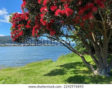 Red blossoms of pohutukawa tree at Hutt River mouth Wellington harbour New Zealand.
