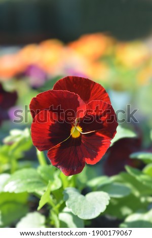 Red Blotch Pansy - Latin name - Viola x wittrockiana