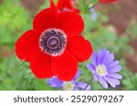 Red and blue Anemone flowers in Spring	