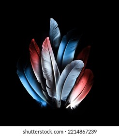 Red And Blue Bird Feathers On A Black Background.