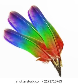 Red, Blue, Green, Macaw Parrot Feathers Isolated On White Background. Close-up Selective Focus With Clipping Path