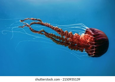 Red jellyfish dancing in the blue ocean water, compass jellyfish, wildlife