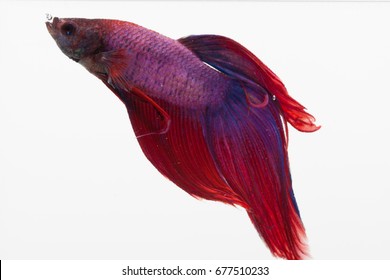 Red, Blue, And Purple Beta Fish In A Glass Aquarium 