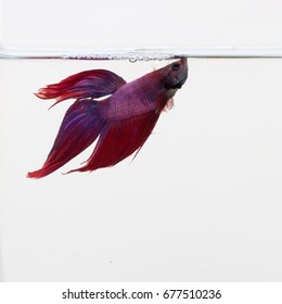 Red, Blue, And Purple Beta Fish In A Glass Aquarium 