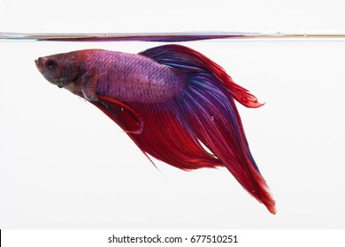 Red, Blue, And Purple Beta Fish In A Glass Aquarium 