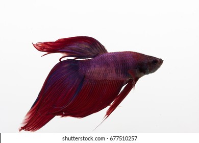 Red, Blue, And Purple Beta Fish In A Glass Aquarium 