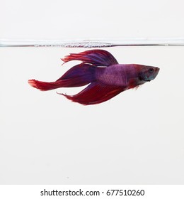 Red, Blue, And Purple Beta Fish In A Glass Aquarium 