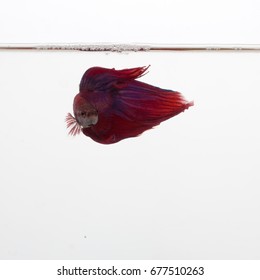 Red, Blue, And Purple Beta Fish In A Glass Aquarium 