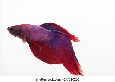 Red, Blue, And Purple Beta Fish In A Glass Aquarium 