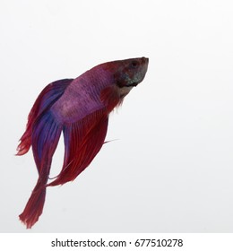 Red, Blue, And Purple Beta Fish In A Glass Aquarium 