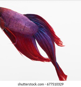 Red, Blue, And Purple Beta Fish In A Glass Aquarium 