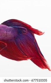 Red, Blue, And Purple Beta Fish In A Glass Aquarium 