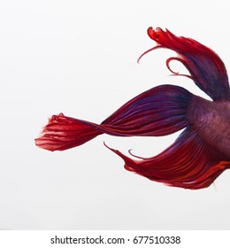 Red, Blue, And Purple Beta Fish In A Glass Aquarium 