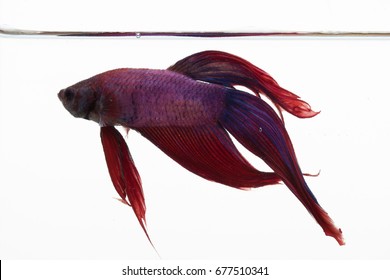 Red, Blue, And Purple Beta Fish In A Glass Aquarium 