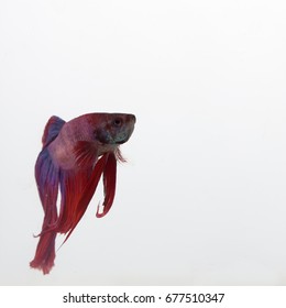 Red, Blue, And Purple Beta Fish In A Glass Aquarium 