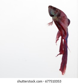 Red, Blue, And Purple Beta Fish In A Glass Aquarium 